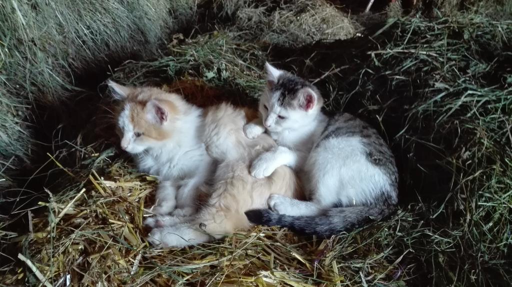 Hanserhof 젤암질러 외부 사진